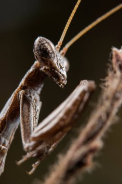 Ameles decolor. Doğadaki böcekler