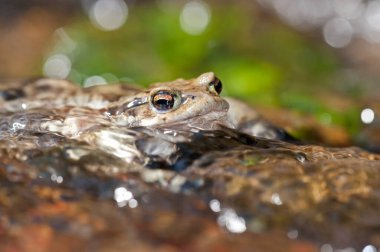 Bufo bufo, kurbağaya yakından bak.