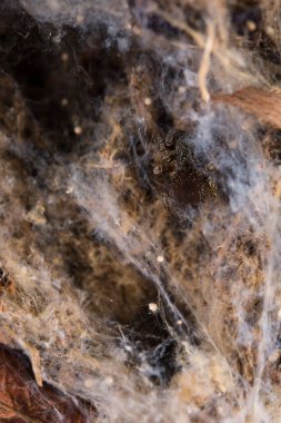 Eresus sp. Yerel: Albenga (SV), İtalya.