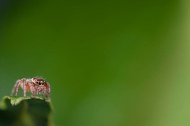 Evarcha jucunda, Salticidae 'nin yakın görüntüsü