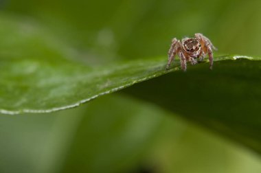 Evarcha jucunda, Salticidae 'nin yakın görüntüsü