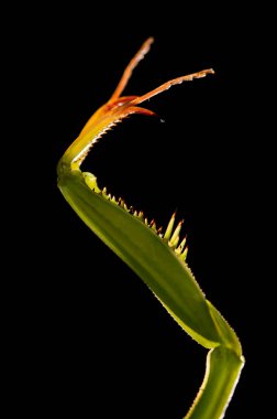 Peygamber devesi dini, Avrupa peygamberdevesi, yakın görüş