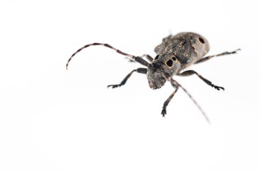 Mezosa kıvrımları, Cerambycidae beyaz arka planda izole edilmiş.