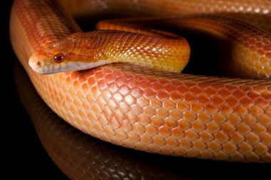 Pantherophis guttatus, mısır yılanı yakın görüş