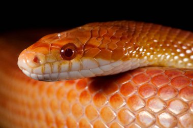 Pantherophis guttatus, mısır yılanı yakın görüş