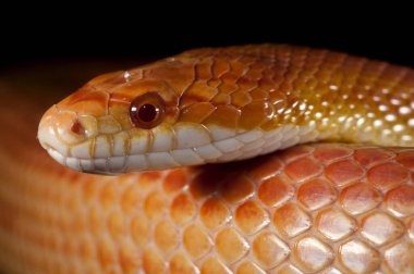 Pantherophis guttatus, corn snake close up view clipart