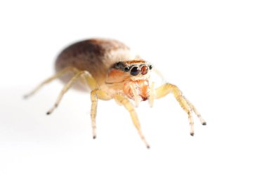 Örümcek beyaz arka planda izole edilmiş. Makro çekim