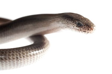 Beyazlar üzerinde izole edilmiş yılanın yakın plan görüntüsü.