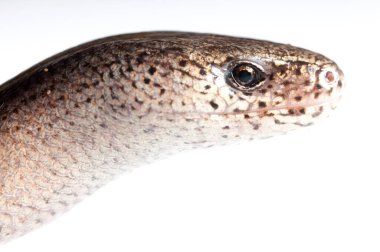 Beyazlar üzerinde izole edilmiş yılanın yakın plan görüntüsü.