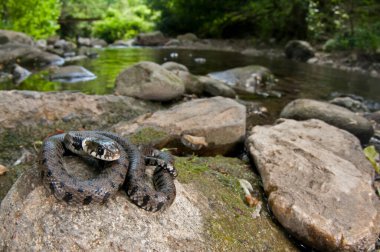 Natrix natrix, çim yılanını yakından izle.