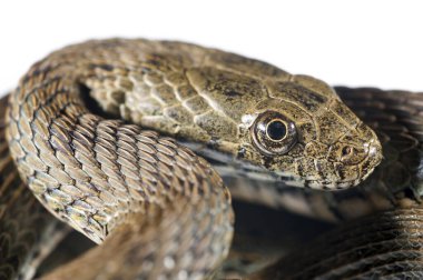 Zar yılanı, beyaz arkaplanda Natrix Tessellata