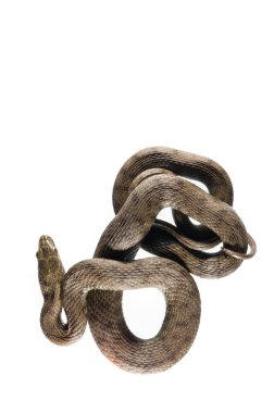 Zar yılanı, beyaz arkaplanda Natrix Tessellata