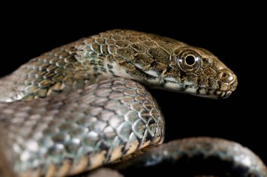 Zar yılanı, siyah zemin üzerinde Natrix Tessellata