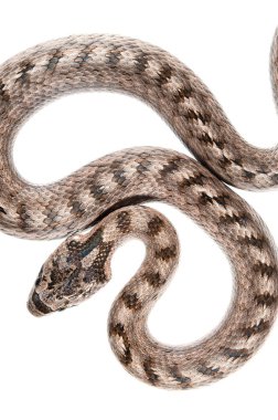 Güneyli yumuşak yılan, beyaz arka planda Coronella girondica