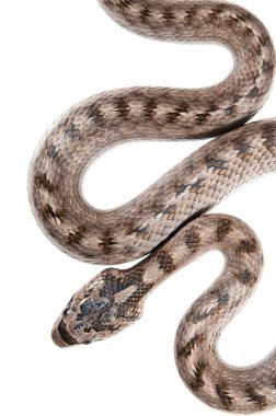 Güneyli yumuşak yılan, beyaz arka planda Coronella girondica