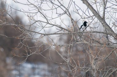 Avrasya saksağanı, Pica pica, Corvidae