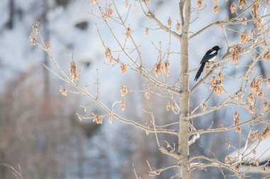 Avrasya saksağanı, Pica pica, Corvidae