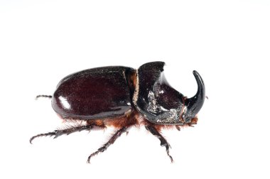 Oryctes nasicornis erkek, Avrupa gergedan böceği beyaz arka planda izole