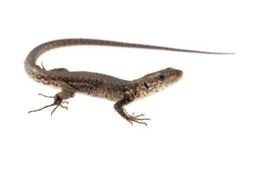 Podarcis muralis, yaygın duvar kertenkelesi.