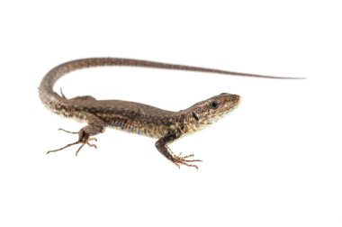 Podarcis muralis, yaygın duvar kertenkelesi.