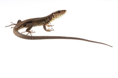 Podarcis muralis, yaygın duvar kertenkelesi.