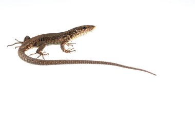 Podarcis muralis, yaygın duvar kertenkelesi.