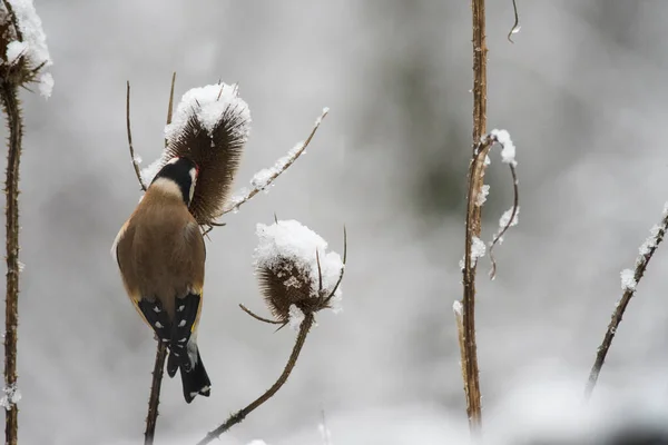 Ευρωπαϊκό Καρδερίνα Carduelis Carduelis Δήμος Vasastan Τις Εξής Κοινότητες — Φωτογραφία Αρχείου