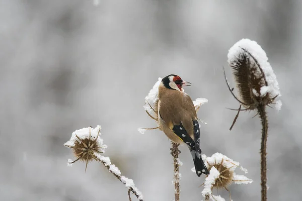 Európai Aranypinty Carduelis Carduelis Helység Arquata Scrivia Olaszország — Stock Fotó