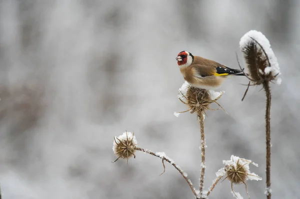 Ευρωπαϊκό Καρδερίνα Carduelis Carduelis Δήμος Vasastan Τις Εξής Κοινότητες — Φωτογραφία Αρχείου