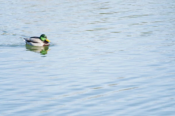 湖面上的野鸭 — 图库照片