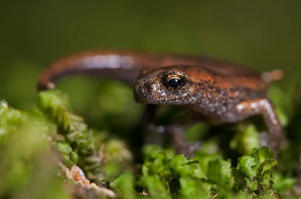 서식지 Speleomantes Strinatii Strinatis Cave Salamander — 스톡 사진