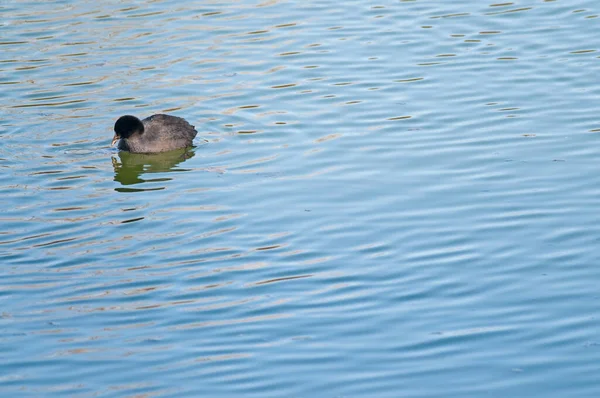 Bebek Hitam Berenang Danau — Stok Foto