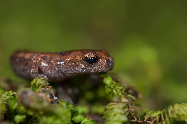 自然の生息地でスペロマンテスStrinatii Strinati Cave Salamander のショットのクローズアップショット — ストック写真