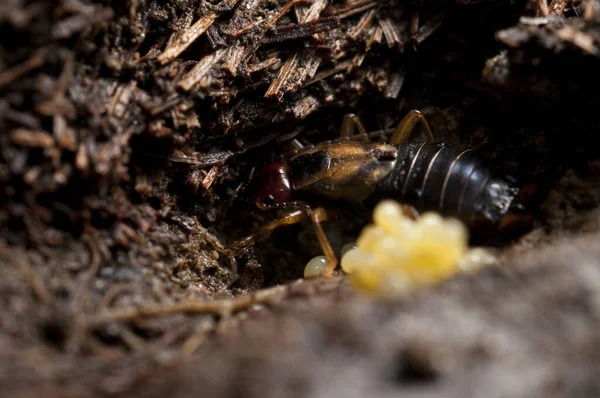 Camponotus Lateralis Ağaçsal Karınca Türü — Stok fotoğraf