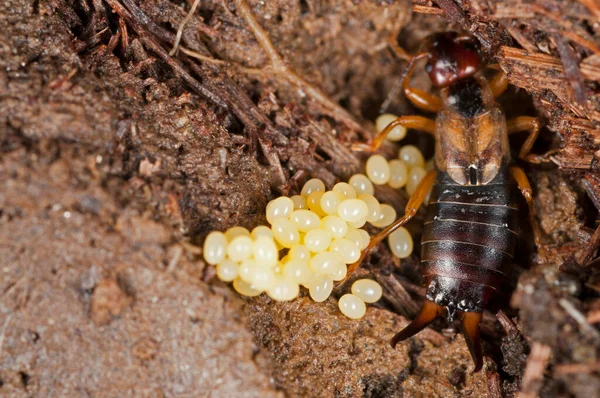 Camponotus Lateralis Ağaçsal Karınca Türü — Stok fotoğraf