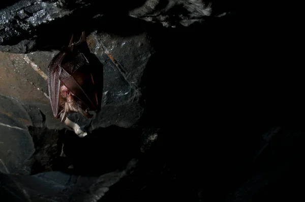 Nietoperz Wiszący Ciemnej Jaskini — Zdjęcie stockowe
