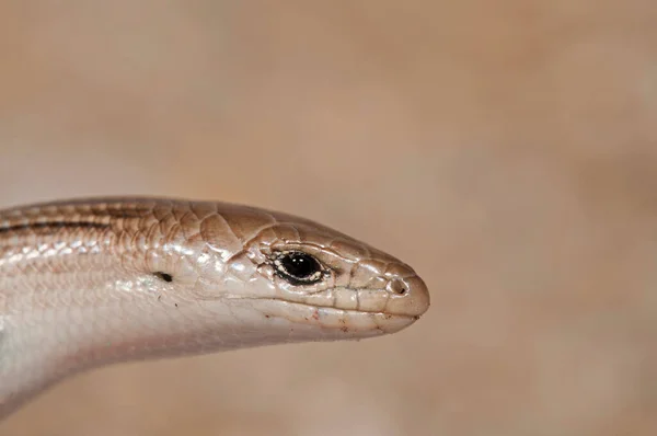 Närbild Skott Orm Naturlig Livsmiljö — Stockfoto