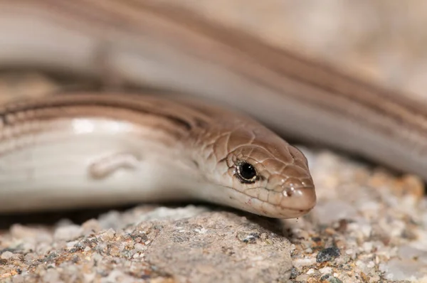 서식지에서 가까이 — 스톡 사진