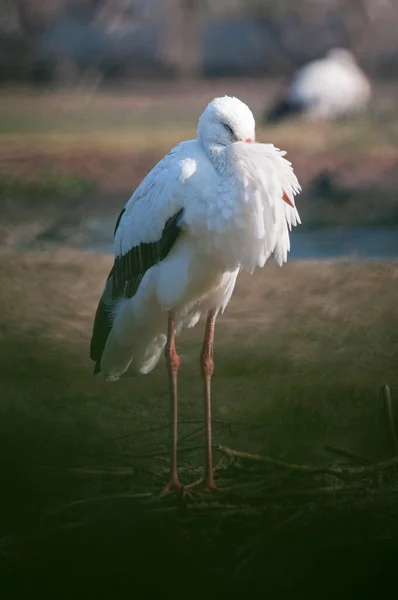 Ciconia Ciconia White Stork Nest — Stock Photo, Image