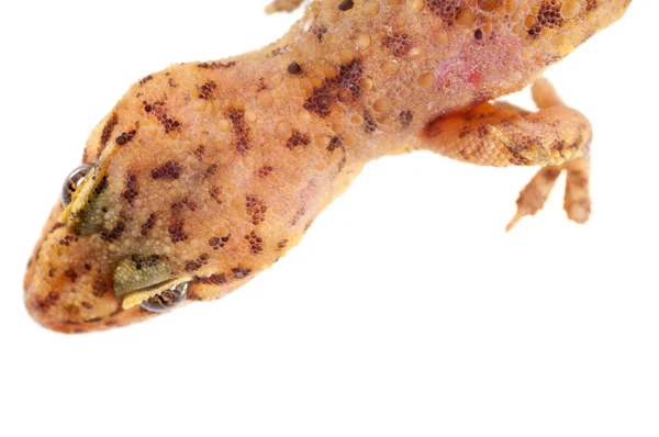 Hemidactylus Turcicus Śródziemnomorski Gecko Dom Izolowany Białym Tle — Zdjęcie stockowe