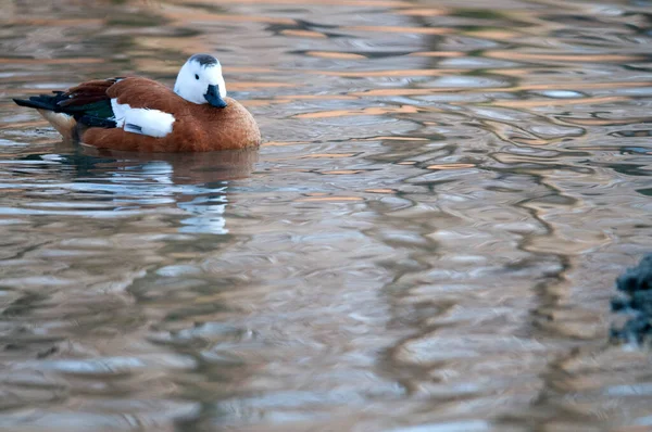 Primer Plano Hermoso Pato Nadando Lago —  Fotos de Stock