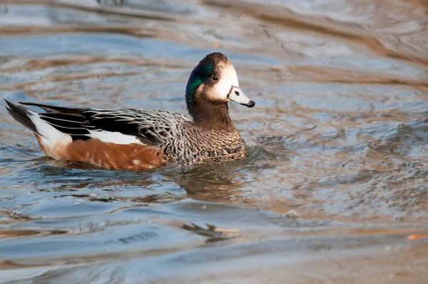 Close Shot Beautiful Duck Swimming Lake — 图库照片