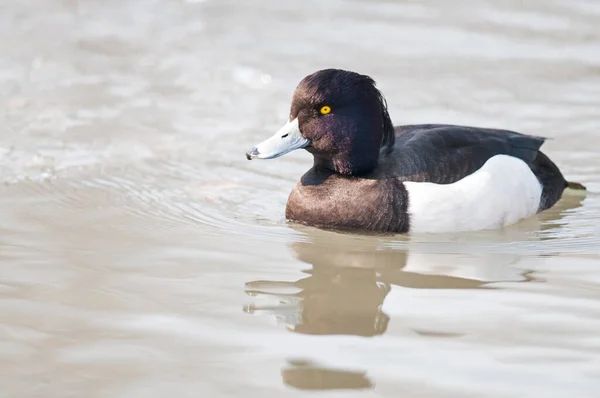 Aythya Fuligula Tuftad Anka Sjön — Stockfoto