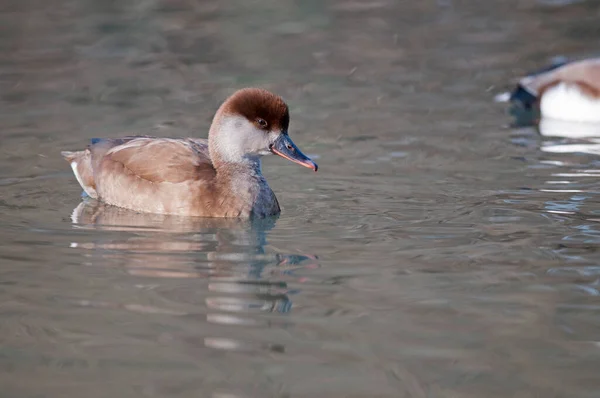 Close Shot Beautiful Duck Swimming Lake — Stockfoto