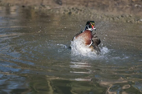 Vista Anas Platyrhynchos Mallard —  Fotos de Stock