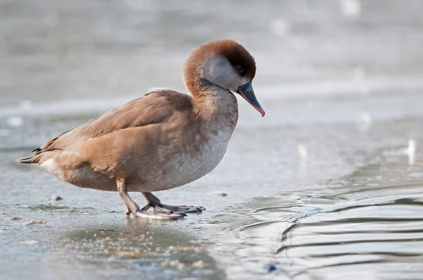 Netta Rufina Pochard Cresta Roja —  Fotos de Stock