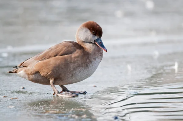 Netta Rufina Pochard Cresta Roja —  Fotos de Stock