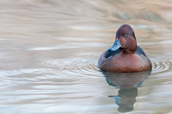 Aythya Nyroca Ferrugineuze Eend Zicht — Stockfoto