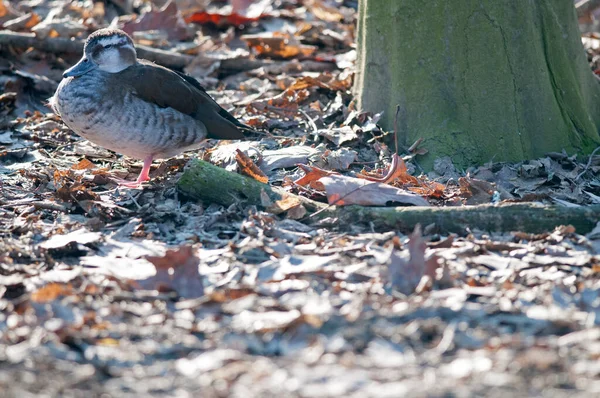 Primer Plano Hermoso Pato Descansando Hojas Caídas — Foto de Stock