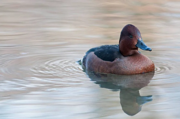 Aythya Nyroca Ferrugineuze Eend Zicht — Stockfoto